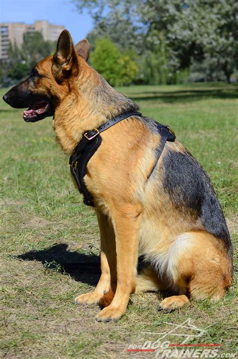 Buy Padded Leather Dog Harness for German Shepherd