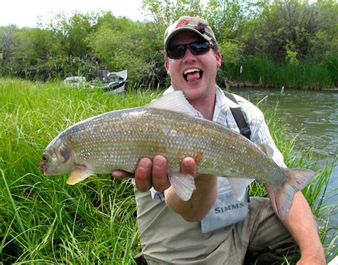 Mountain Whitefish | Mountain Whitefish caught on the Red Ro… | Flickr