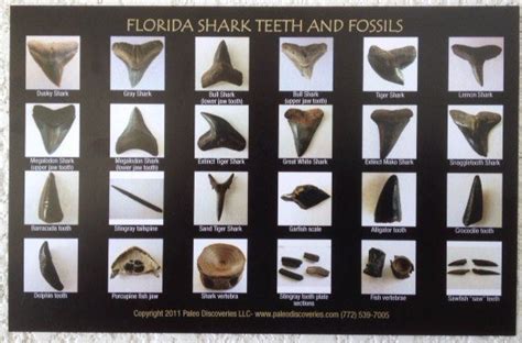 Shark Teeth and Fossils Identification Chart / Postcard | 772-539-7005 ...