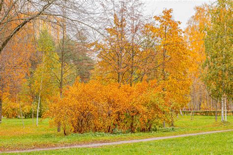 Natural autumn fall view of trees with yellow orange leaf in forest or ...