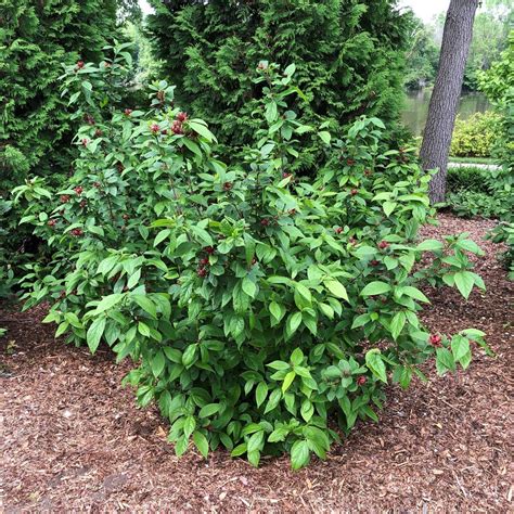 Simply Scentsational® - Sweetshrub - Calycanthus floridus | Proven Winners