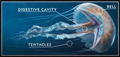 Jellyfish Anatomy and Physiology Facts and Information with Pictures