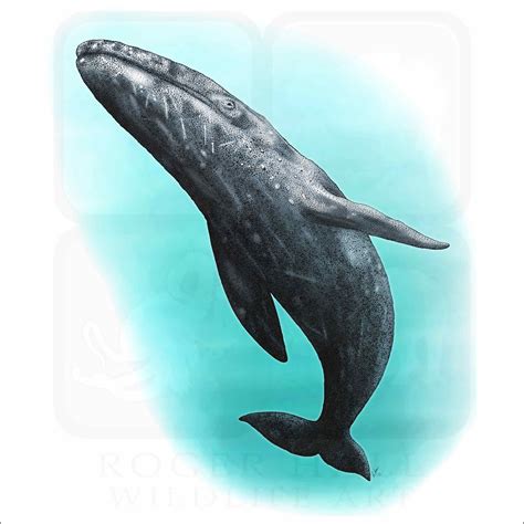 Gray Whale - Signed Fine Art Print - inkart