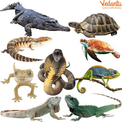 Reptiles Animals Examples