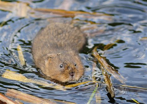 Water voles - Freshwater Habitats TrustFreshwater Habitats Trust