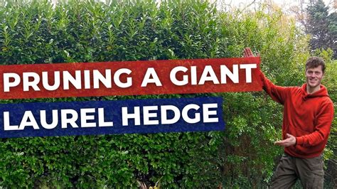 How to Prune and Cut back a large Laurel Hedge - YouTube