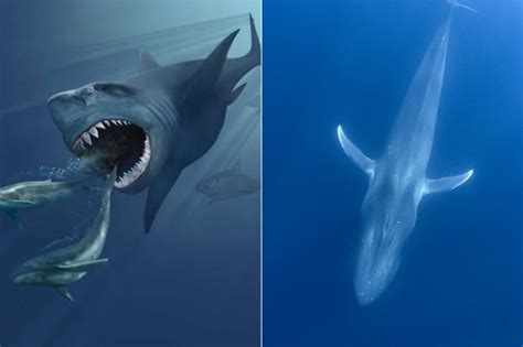 Megalodon vs Blue Whale - Who Would Win? - Online Field Guide