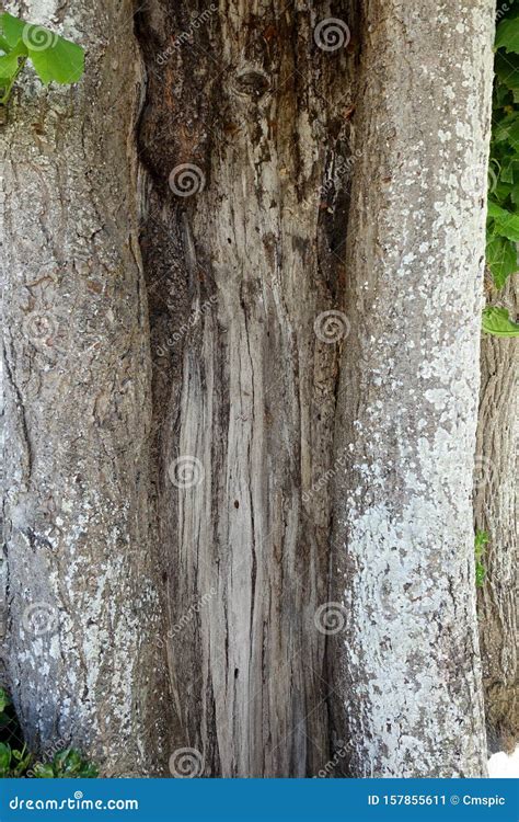 Hollowed Out Trunk of a Very Old Tree Stock Image - Image of bark, aged ...