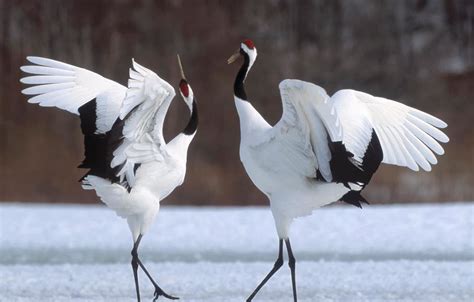 Red-crowned cranes - Hanwell Zoo