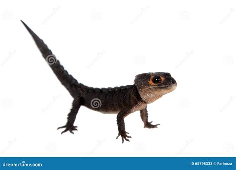 Red-eyed Crocodile Skinks, Tribolonotus Gracilis, On White Royalty-Free ...