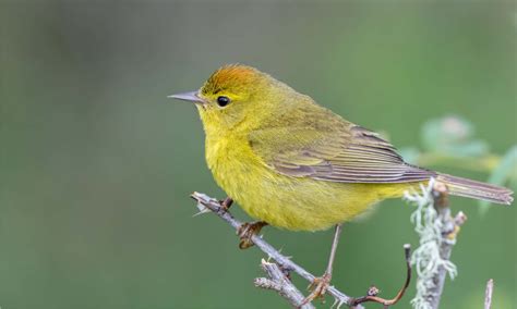 Orange-Crowned Warbler - A-Z Animals