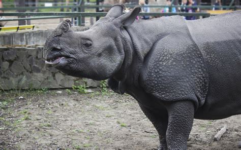 Javan Rhino Facts, Range, Habitat, Diet, Population, Pictures