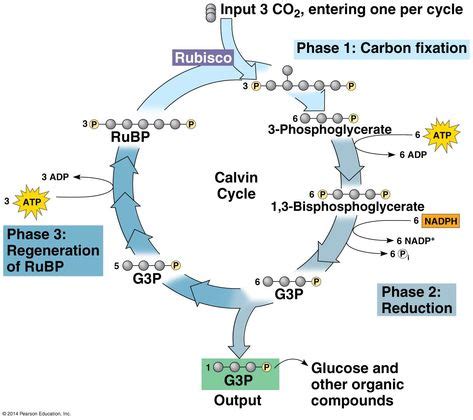 The Calvin cycle | Pearson education, Chemistry, Biology