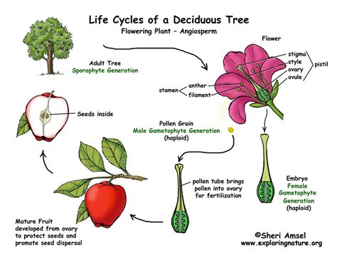 Apple Tree Life Cycle (Flowering Plant)