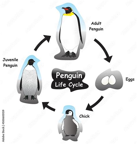 Penguin Life Cycle Infographic Diagram showing different phases and ...