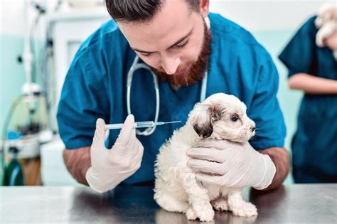 Vaccination Checklist for Dogs | Indy Veterinary Care