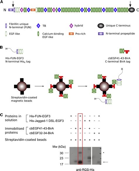 Structure of the Fibrillin-1 N-Terminal Domains Suggests that Heparan ...