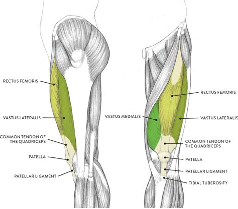 Muscles of the Leg and Foot - Classic Human Anatomy in Motion: The ...