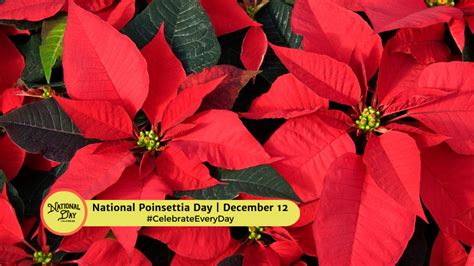 NATIONAL POINSETTIA DAY - December 12 - National Day Calendar