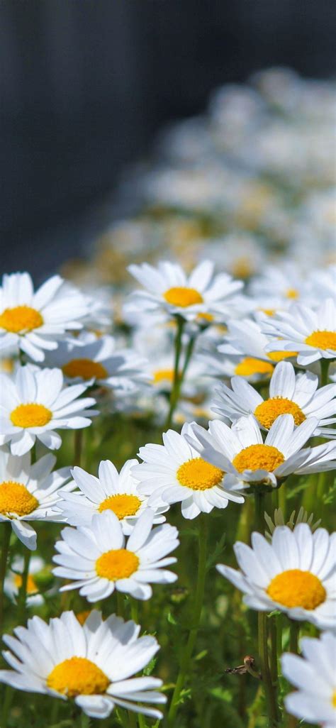 Iphone Daisy Flower Wallpaper Hd - apple-patch