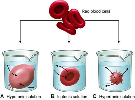 Isotonic Solution Definition - JavaTpoint