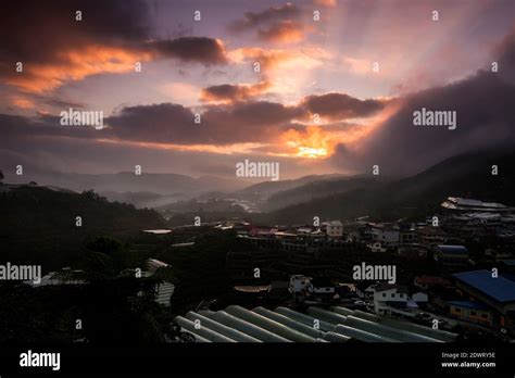 Cameron Highland's Tea Plantation Stock Photo - Alamy