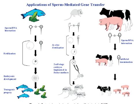 Figure 1 from Sperm-mediated gene transfer: applications and ...