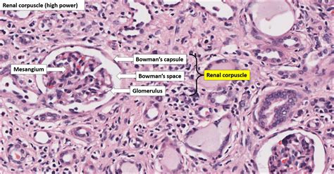 Kidney – Normal Histology – NUS Pathweb :: NUS Pathweb