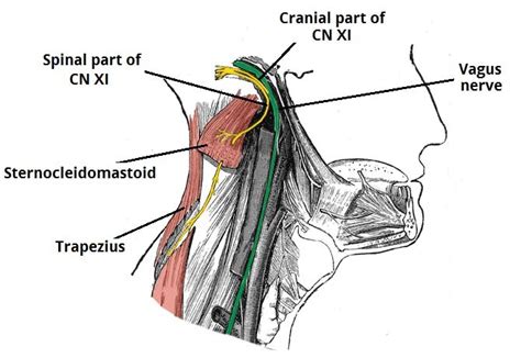 Spinal accessory- 11th cranial nerve : Anatomy, Function, Examination