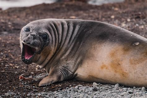 Wildlife - Antarctica