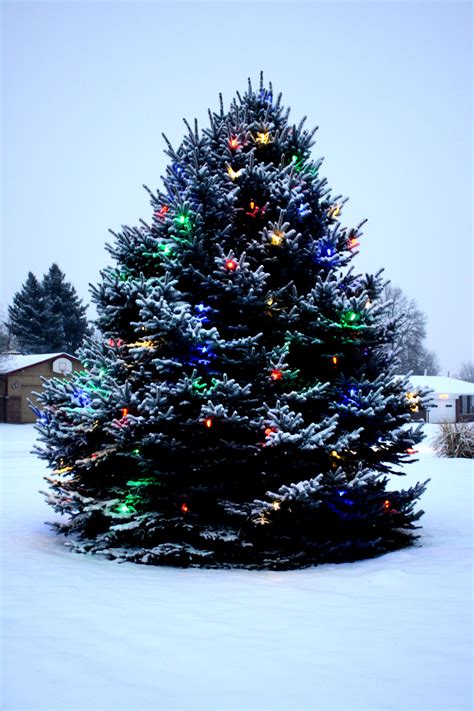 Outdoor Christmas Tree with Lights and Snow – Photos Public Domain