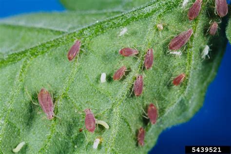 potato aphid (Macrosiphum euphorbiae (Thomas, 1878))