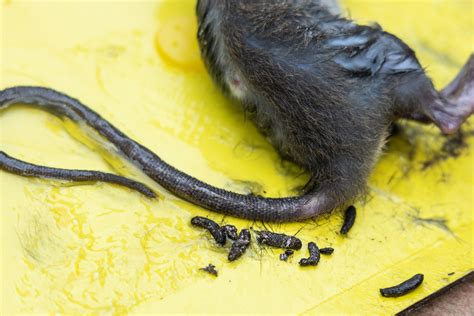 Rat Droppings: Identifying, Dealing With, And Preventing Rats