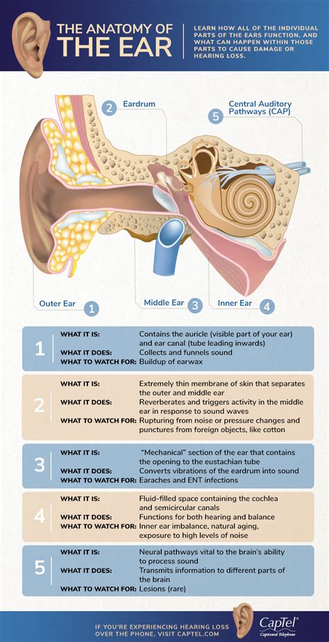 Discover the Anatomy of the Ear, Hearing Loss Causes, and Ear Health Tips