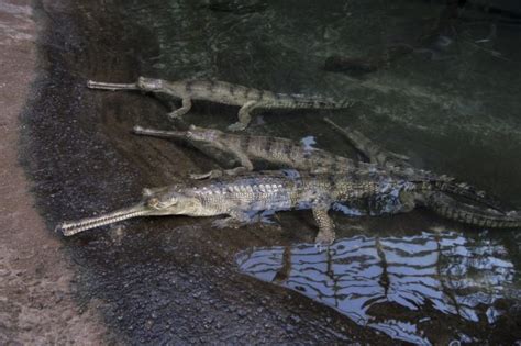 Photos: India's rarest crocodile, the gharial