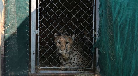 How cheetahs went extinct in India, and how they are being brought back ...