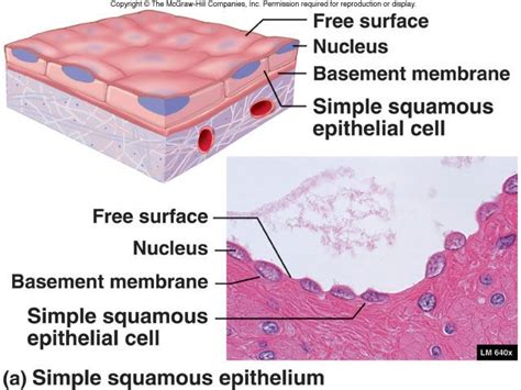 Simple Squamous Epitheium | Tissue types, Basement membrane, Squamous