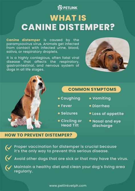 What Causes Canine Distemper Virus