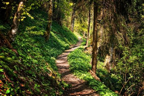 HD wallpaper: pathway in the middle of forest, away, hiking, nature ...