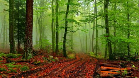 Misty Autumn Forest Path Wallpapers - Wallpaper Cave