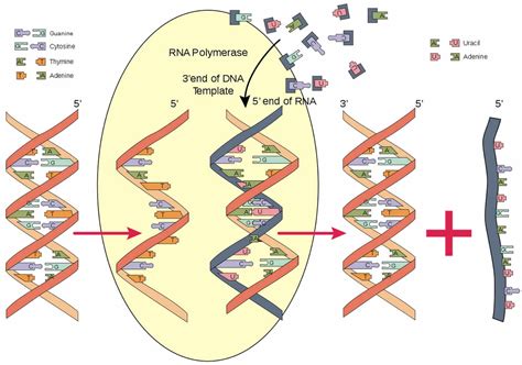 RNA polymerase & RNA polymerase function