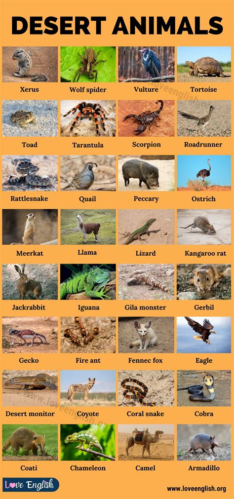 Desert Animals: 35+ Names of Animals that Live in Desert Biomes - Love ...