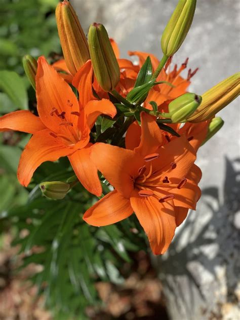 Orange asiatic lily | Asiatic lily, Flowers, Plants