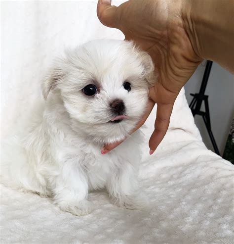 Teacup Maltese short nose puppy for sale! | iHeartTeacups