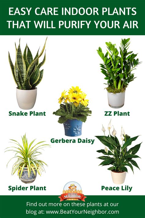 Indoor Plants Easy Care - Plants Photo