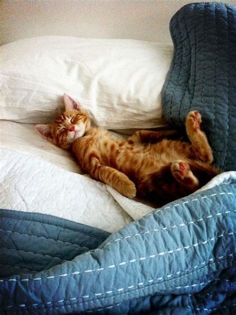 35 Funny Photos of Cats Caught Sleeping - Cat Fancast