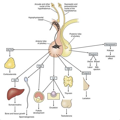 Pituitary Gland And Hypothalamus Hormones