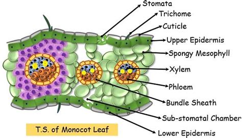 Difference Between Monocot and Dicot Leaves (with Comparison Chart ...