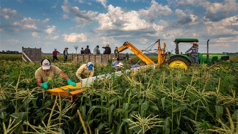 Iowa sweet corn: Photos of 2021 harvest at Deardorff Sweetcorn in Adel