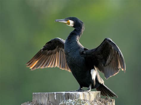 Cormorant Bird Facts (Phalacrocorax carbo) | Birdfact